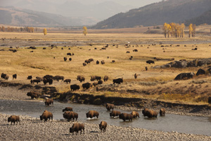 bison